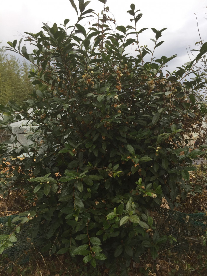 차나무 - camellia, Camellia sinensis L.