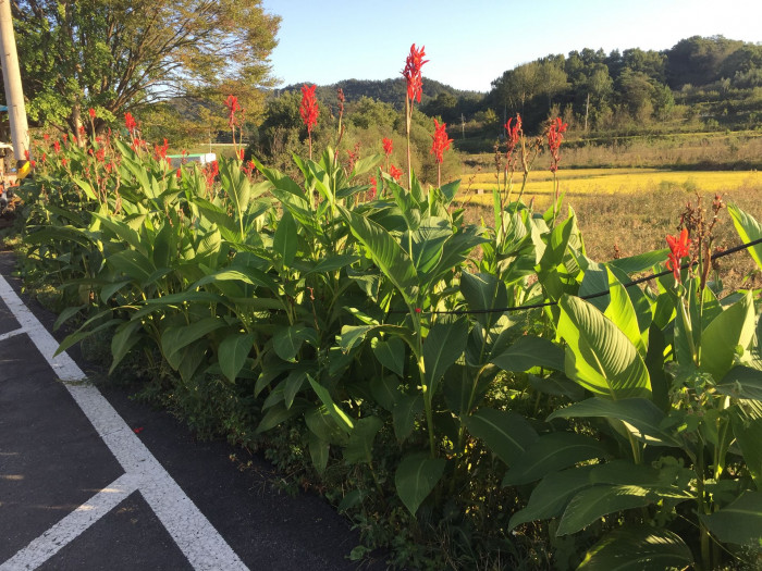 칸나 - Canna lily, Canna spp