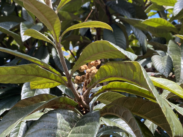 비파나무 - Eriobotrya japonica (Thunb.) Lindl.