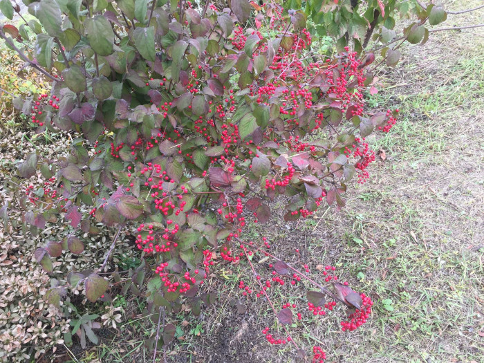 덜꿩나무 - Viburnum erosum Thunb.