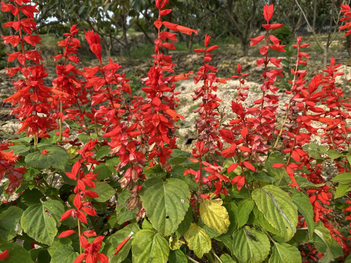 사루비아 - fire sage,, Salvia splendens Ker.