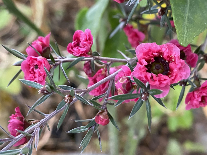호주매화 - manuka, manuka myrtle, Tea tree, Leptospermum scoparium