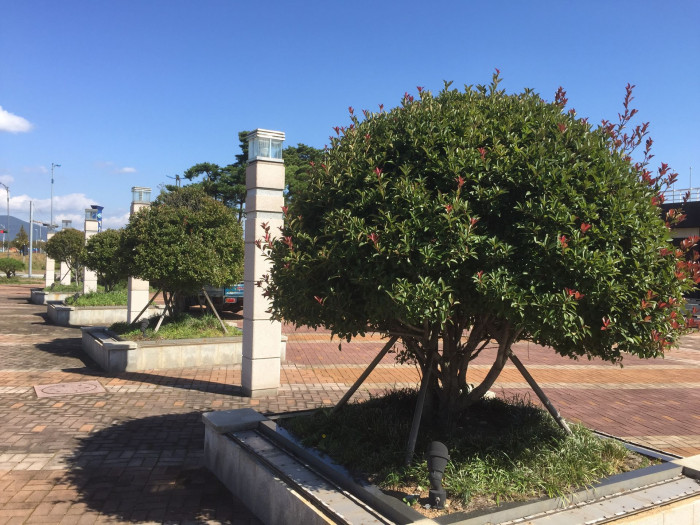 홍가시나무 - Red Robin, Photinia glabra (Thunb.) Maxim.