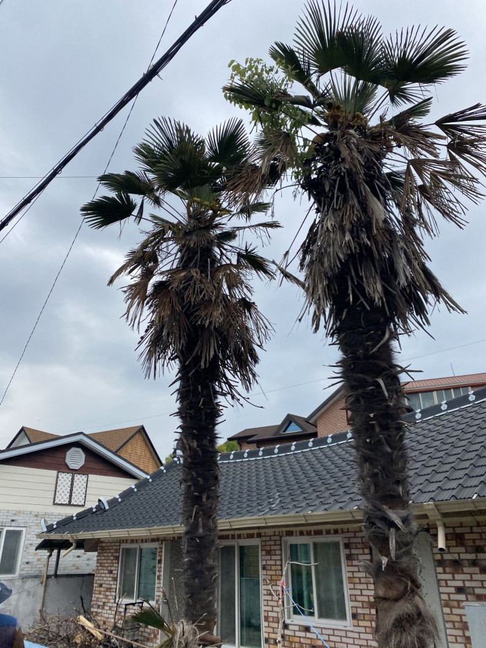당종려 - Chinese windmill palm, windmill palm, Chusan palm, Trachycarpus fortunei