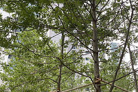 대왕참나무 - Quercus palustris