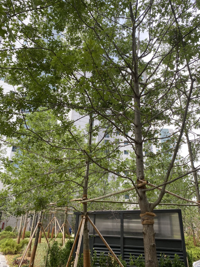 대왕참나무 - Pin Oak Tree, Quercus palustris