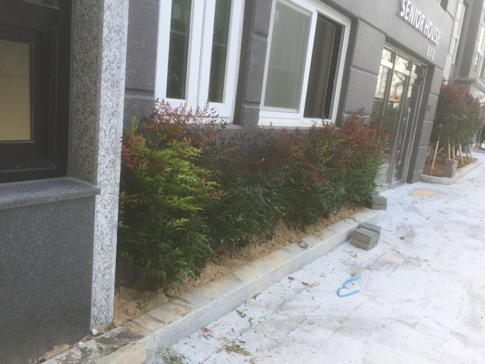 남천 - Heavenly bamboo, Nandina domestica Thunb.