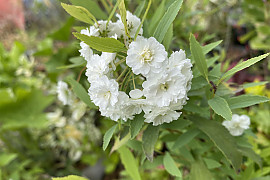 장미조팝 - Spiraea prunifolia