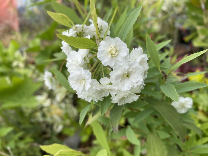 만첩조팝나무 - Spiraea prunifolia Siebold & Zucc.