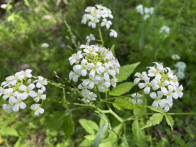미나리냉이 사진 - Cardamine leucantha (Tausch) O.E.Schulz var. leucantha Photos