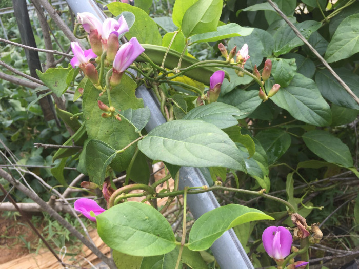 작두콩 - Canavalia ensiformis DC.