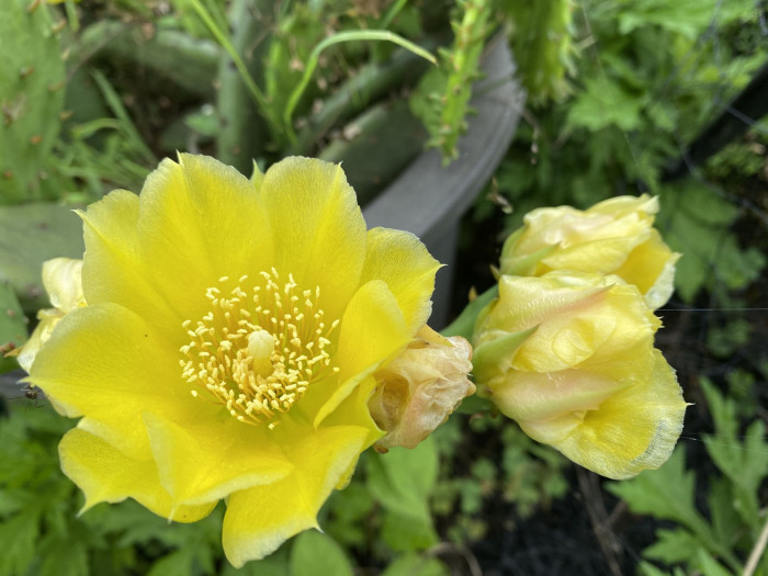 백년초 - Opuntia ficus-india L var. saboten Makino