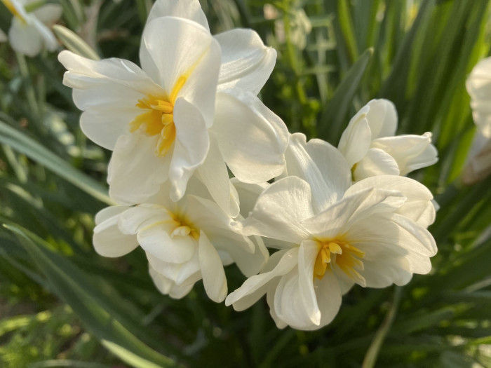 수선화 - daffodil, Narcissus tazetta var. chinensis