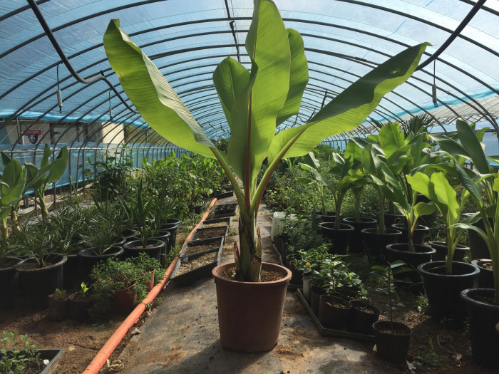나무바나나 - False Banana,Ethiopian Banana, Ensete ventricosum