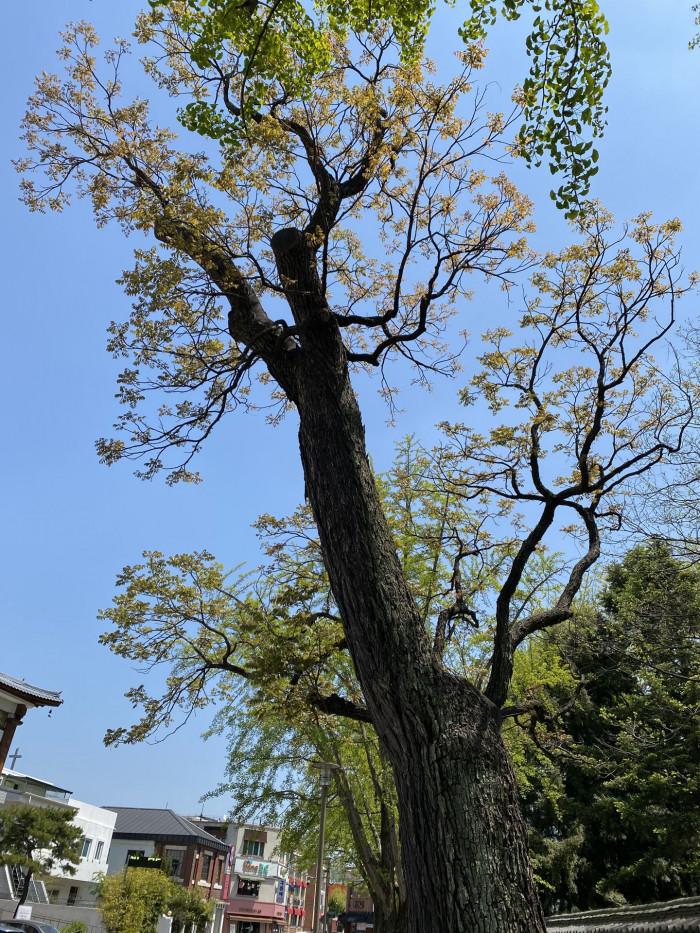 참죽나무 - Chinese Toon, Chinese Mahogany, Cedrela sinensis Juss.