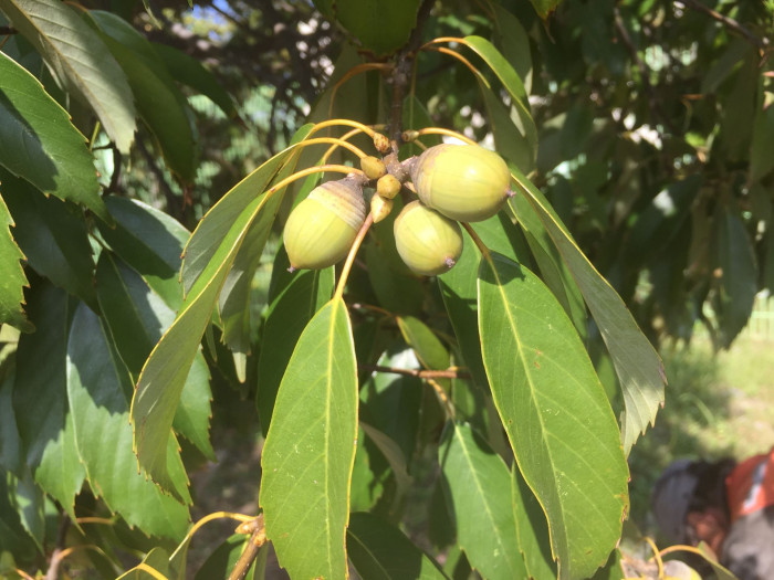 가시나무 - ㅕ뎌뎌뎌뎌뎌뎌ㅕ뎌ㅕ뎓뎌ㅕ뎌ㅕㄷ뎌ㅕ뎓, Quercus myrsinaefolia Blume