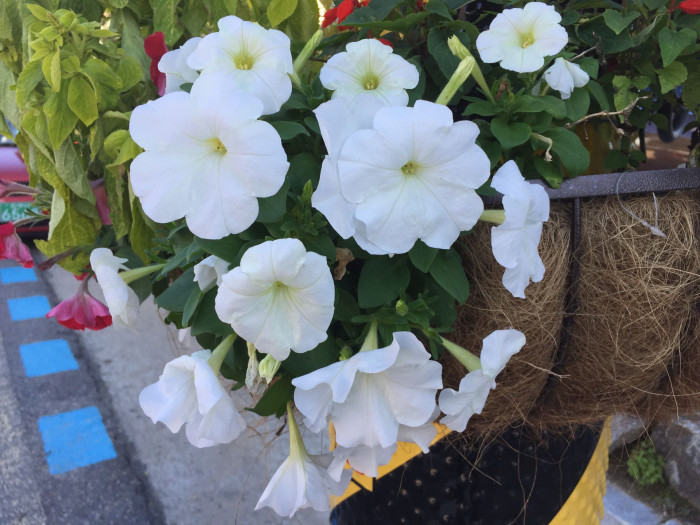 페튜니아 - Common Garden Petunia, Petunia hybrida
