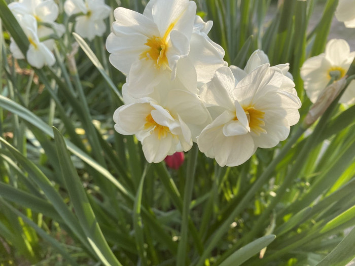 수선화 - daffodil, Narcissus tazetta var. chinensis