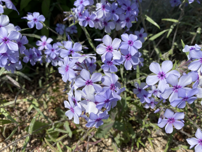 지면패랭이꽃 - Phlox subulata L.