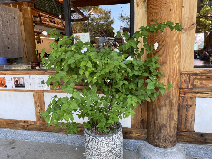 병아리꽃나무 - Rhodotypos scandens 