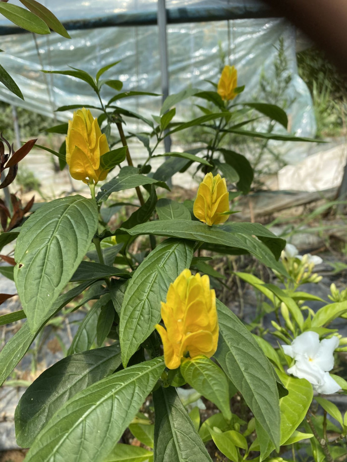 노란새우꽃 - Yellow shirmp plant, Pachystachys lutea Nees