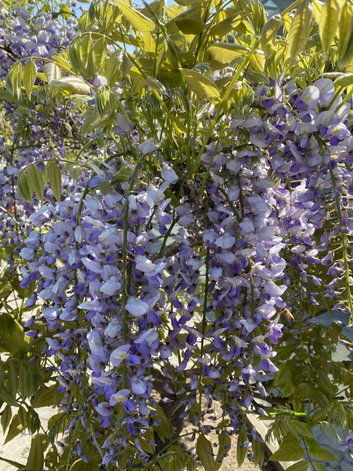 등나무 - Japanese Wisteria, Wisteria floribunda (Willd.) DC. for. floribunda