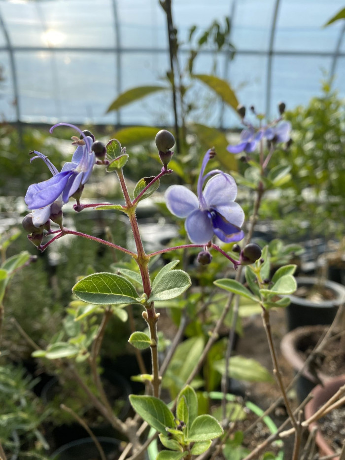 나비꽃 - Blue butterfly, Clerodendrum ugandense