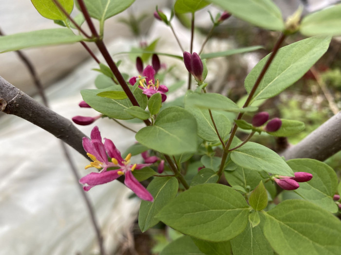 홍괴불나무 - Lonicera sachalinensis (F.Schmidt) Nakai