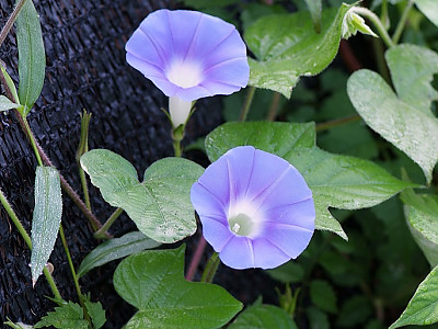 나팔꽃 사진 - Pharbitis nil (L.) Choisy Photos