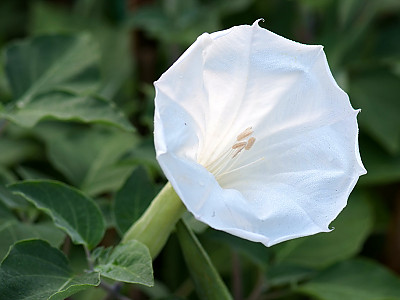 독말풀 사진 - Datura stramonium Photos