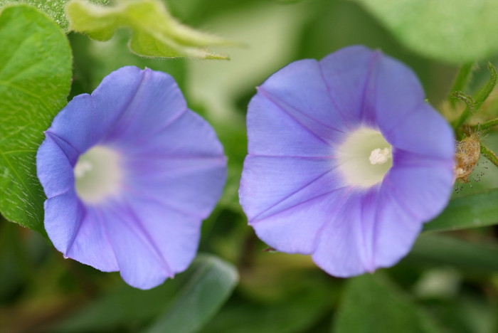 나팔꽃 - morning glory, Pharbitis nil (L.) Choisy