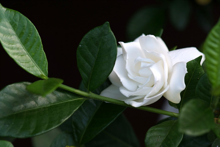 꽃치자 - Gardenia jasminoides var. radicans (Thunb.) Makino