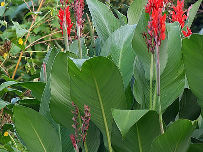 칸나 사진 - Canna spp Photos