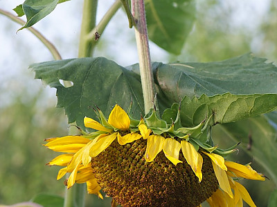 해바라기 사진 - Helianthus annuus Photos