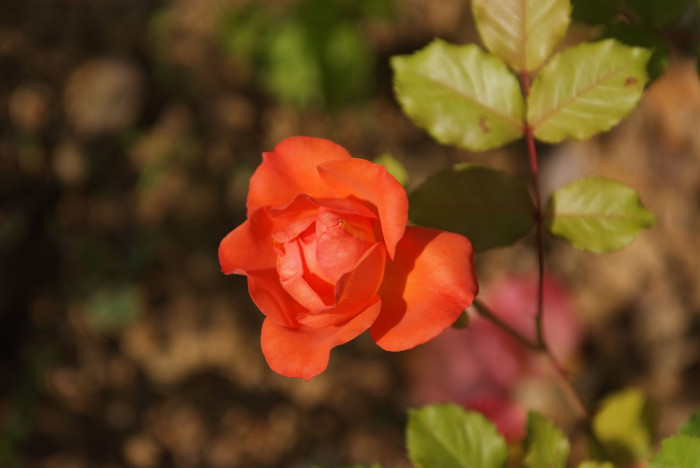 장미 - Rose, Rosa hybrida