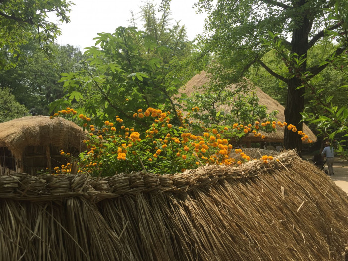 죽단화 - Kerria japonica for. pleniflora (Witte) Rehder