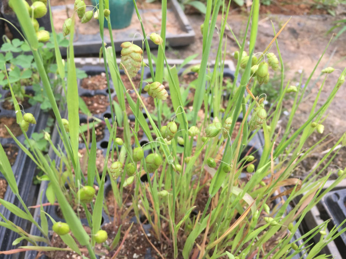 방울보리사초 - big quaking grass, great quaking grass, greater quaking-grass, Briza maxima L.