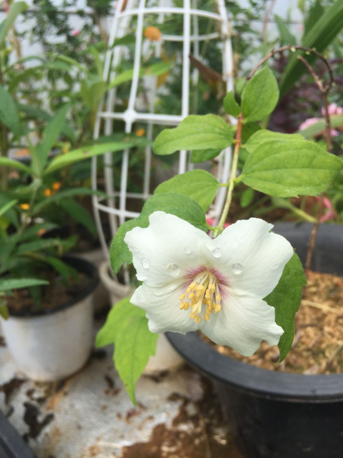 고광나무 - Korean mock orange, Philadelphus schrenkii Rupr. var. schrenkii
