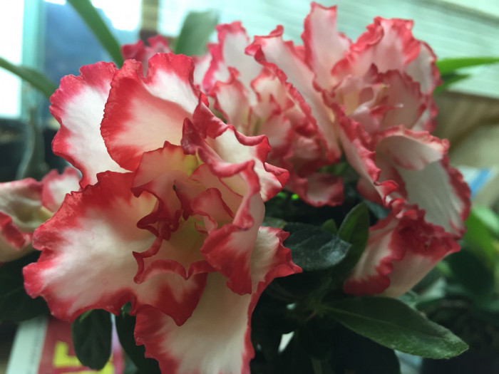 아젤리아 - Azalea, Rhododendron indica