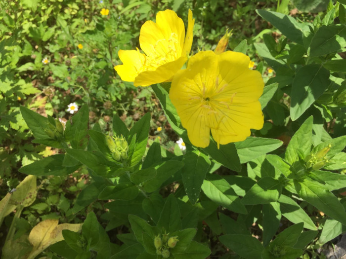 황금낮달맞이 - Miscible, Oenothera fruticosa