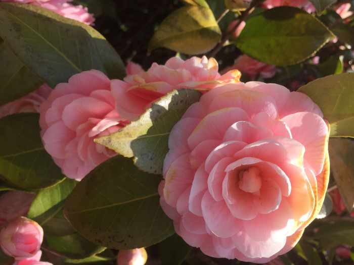 동백나무 - Camellia japonica L.