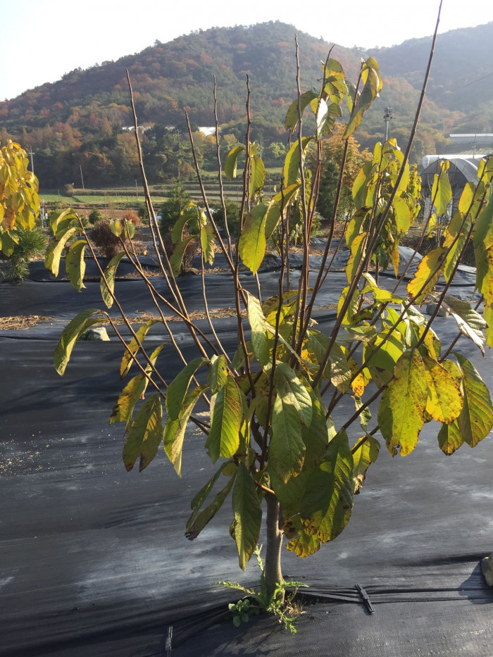 포포나무 - Sunflower pawpaw, Asimina triloba