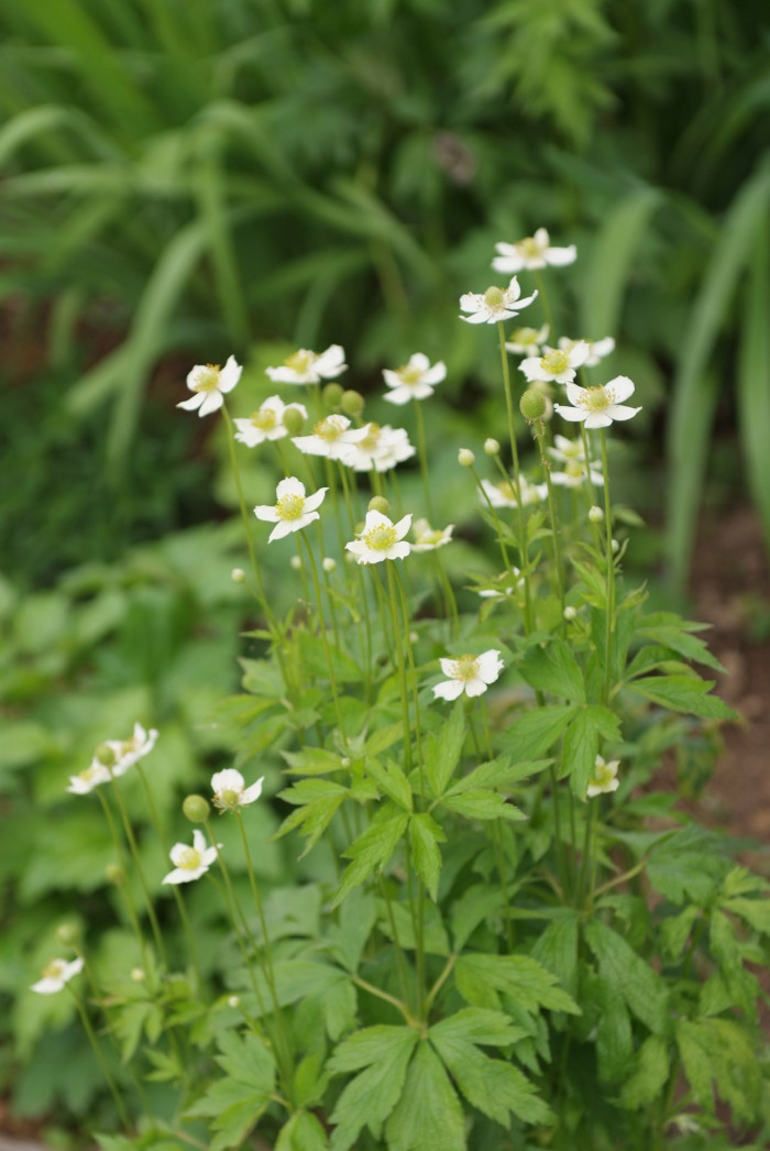 바람꽃 - Anemone narcissiflora