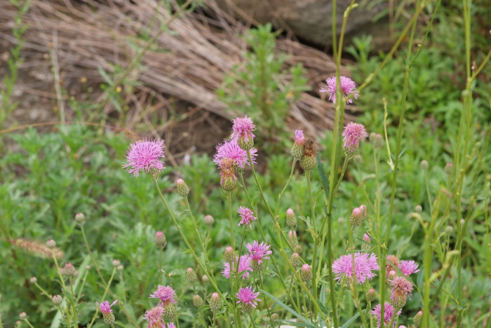 산비장이 - Mountain coronate sawwort, Serratula coronata var.insularis