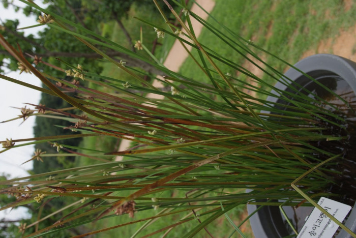 송이고랭이 -  Big bog bulrush, Scirpus triangulatus Roxb.