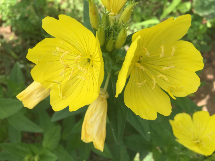 황금낮달맞이 - Miscible, Oenothera fruticosa