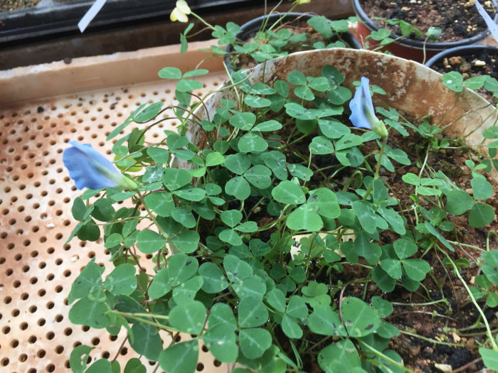 토끼풀 - clover, Trifolium repens L.