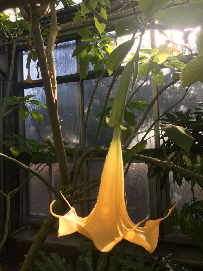엔젤트롬펫 - Angels Trumpet, Growing Brugmansia