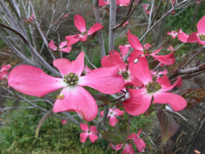 미산딸나무 사진 - Cornus florida L. Photos
