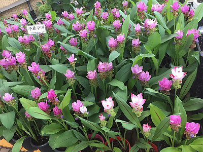 쿠르쿠마 사진 - Curcuma zedoaria (Christm.) Roscoe Photos
